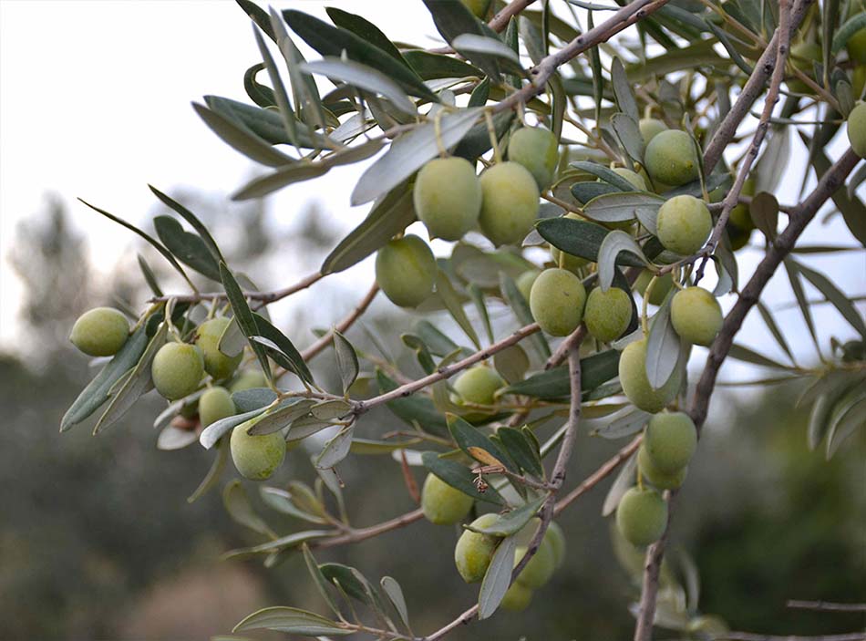 Katerina’s Farm - Katerina's Kouzina - Odyssey Poros