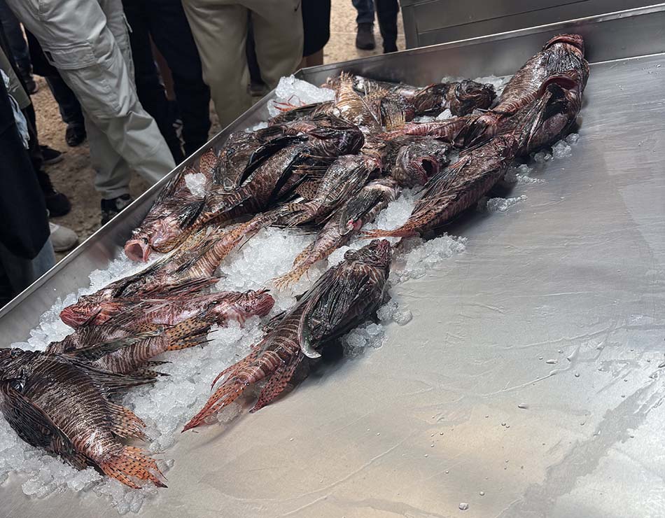 From the Sea to the Plate: Or how a school study ends up at the Poros Fish Market with a LaLeRi