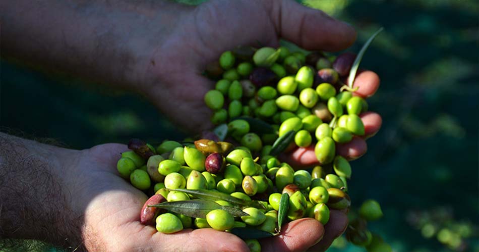 Olive Picking Week - Katerina's Kouzina - Odyssey Poros