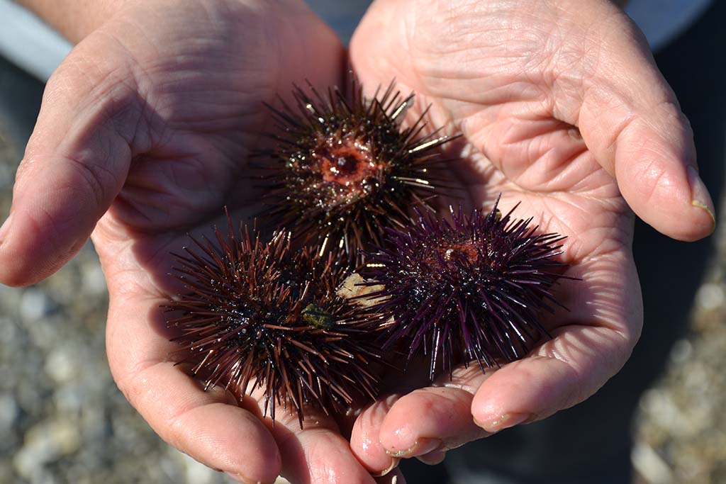 Sea Urchins