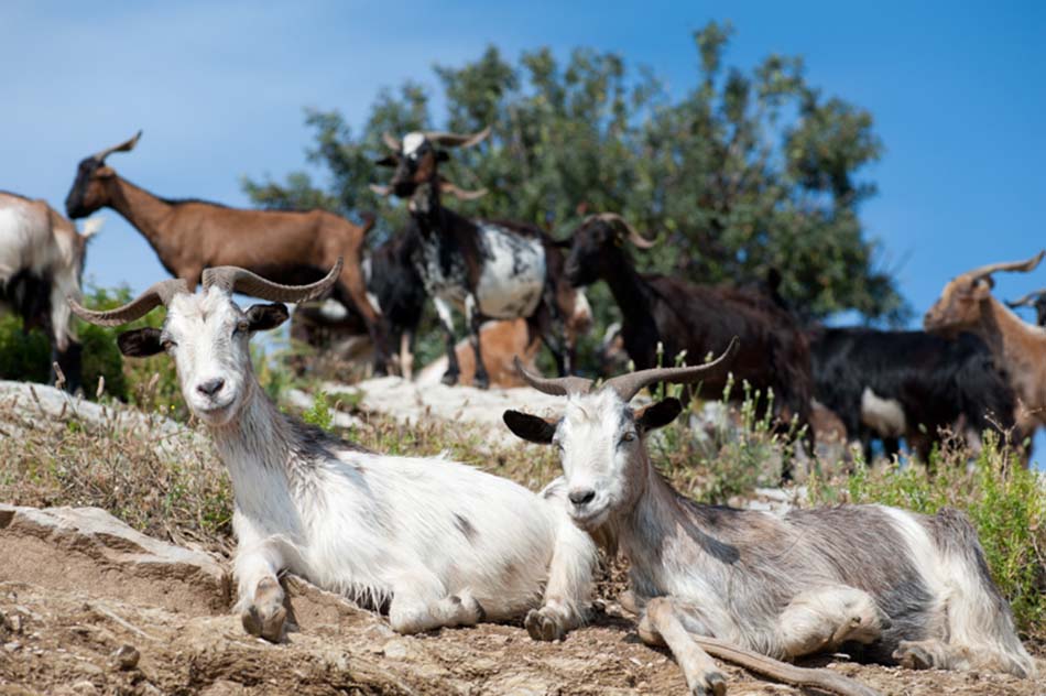 The goats of Poros - Katerina's Kouzina - Odyssey Poros